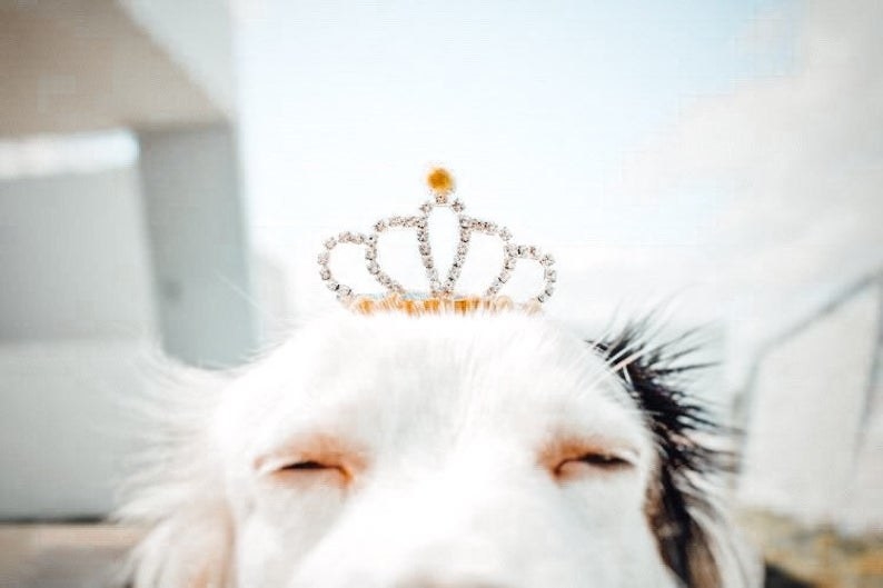 Dog wearing TwinkyPaws crown