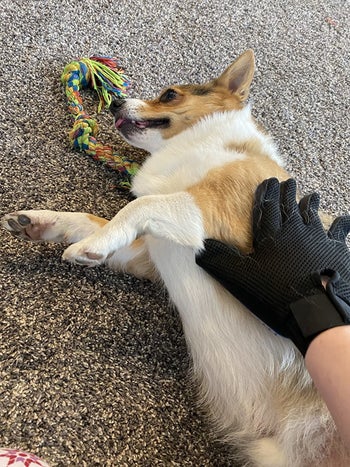 a reviewer using the glove to brush their corgi