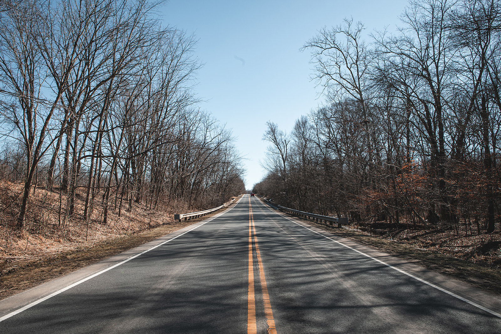 An empty two-lane road cuts through a forest of dead trees