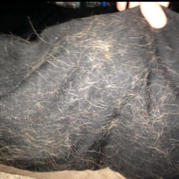 A dog bed covered in dog hair, before being vacuumed