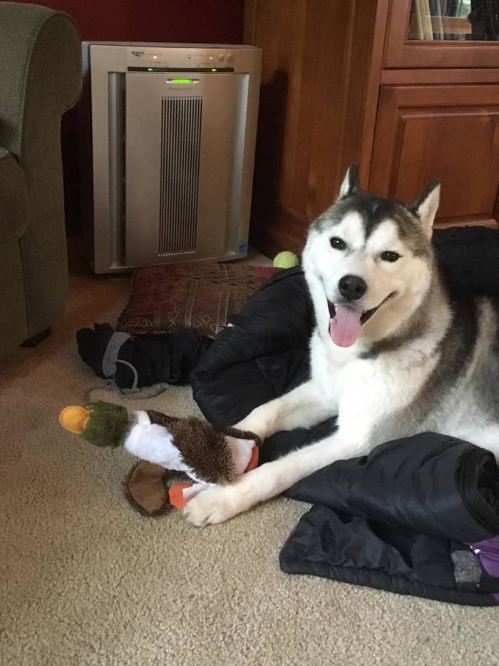 A happy dog with their duck toy
