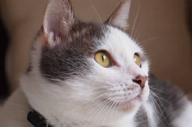 超難問 あなたはいくつ正解できる 隠れ動物クイズ