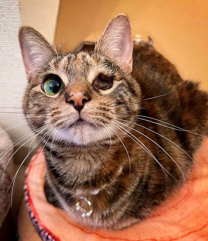 障害のある愛猫への 気持ち悪い の声 聞いた飼い主の涙を誘う一言 障害のある愛猫への 気持ち悪い の声 聞いた飼い主の涙を誘う一言