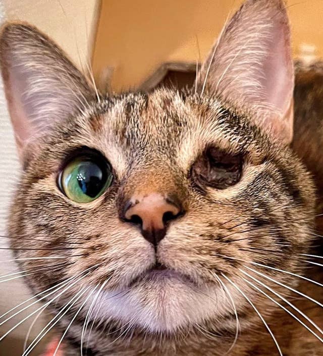 障害のある愛猫への 気持ち悪い の声 聞いた飼い主の涙を誘う一言