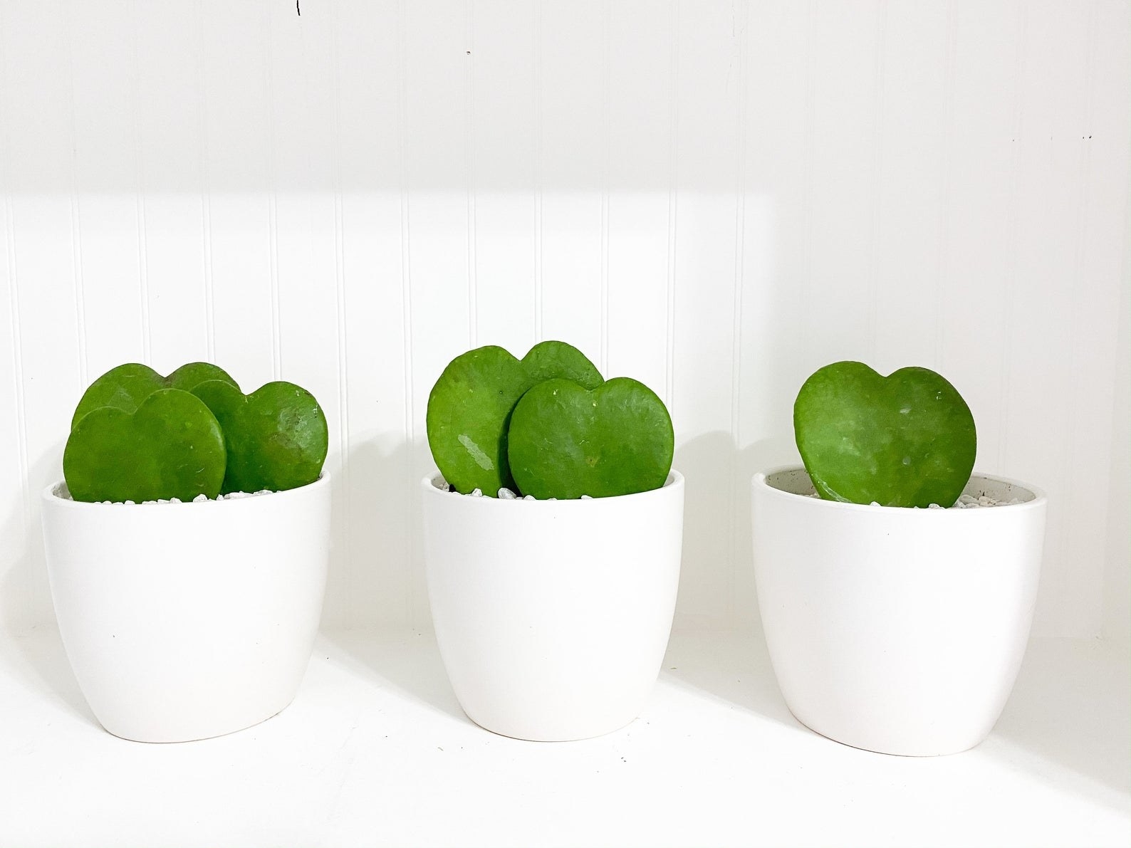 Three white pots holding hoya plants with different numbers of leaves