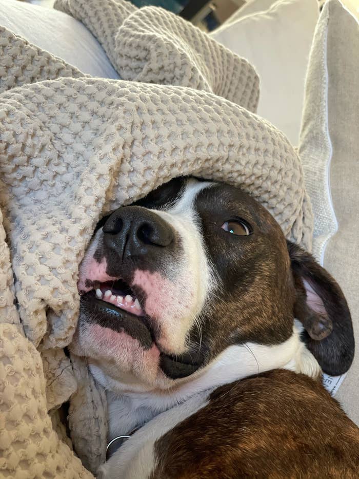 How Many Dogs Can You Have In Your Home Legally