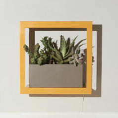 The grow frame with succulents planted in it and mounted to a wall