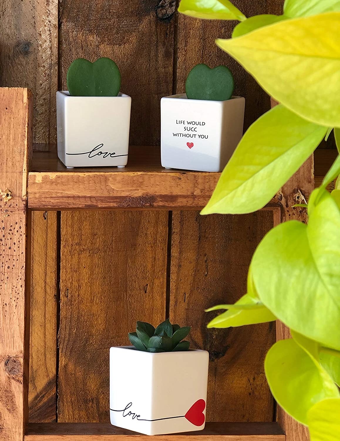 three mini succulents in white planters with love message printed on them