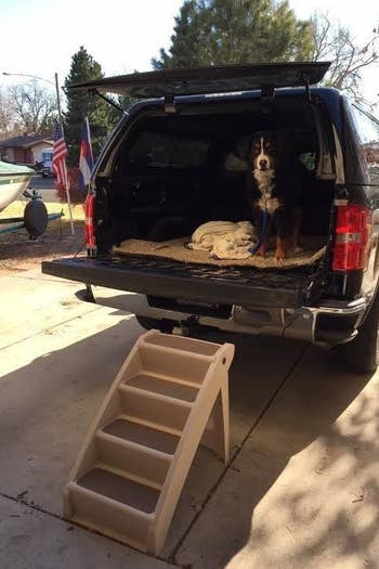 reviewer photo showing their dog in the back of their truck with the pet steps