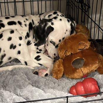 Dalmatian puppy cuddling with the Snuggle Puppy