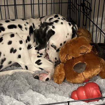 Dalmatian puppy cuddling with the Snuggle Puppy