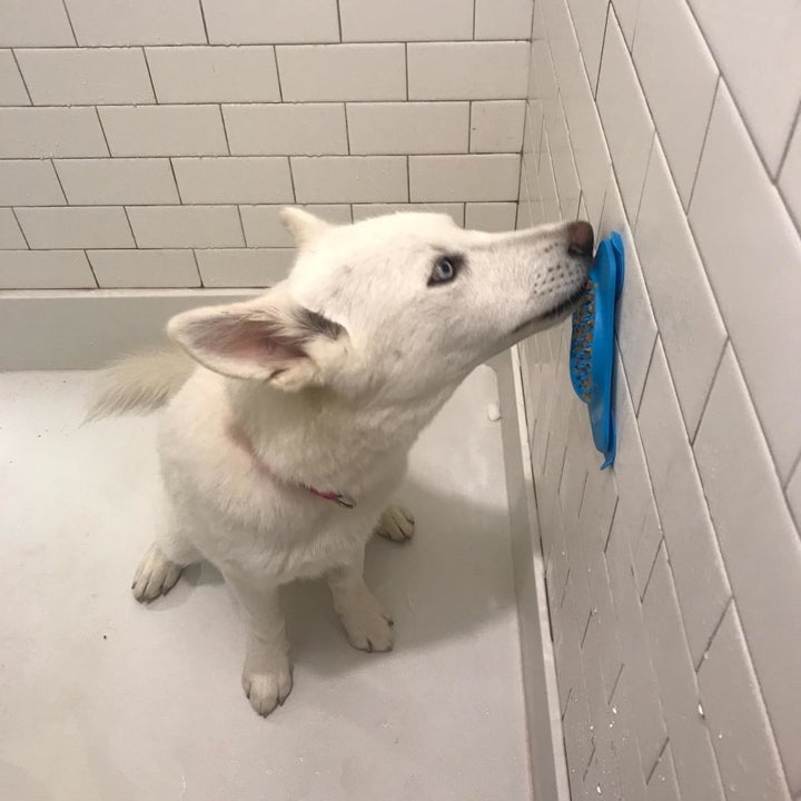 reviewer photo showing their dog licking peanut butter out of the Slow Treater while in the shower