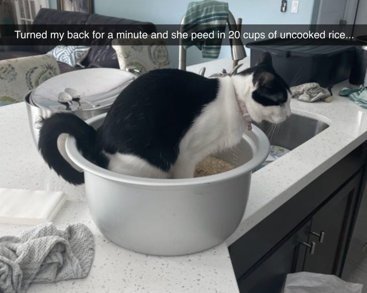 cat peeing into 20 cups of rice