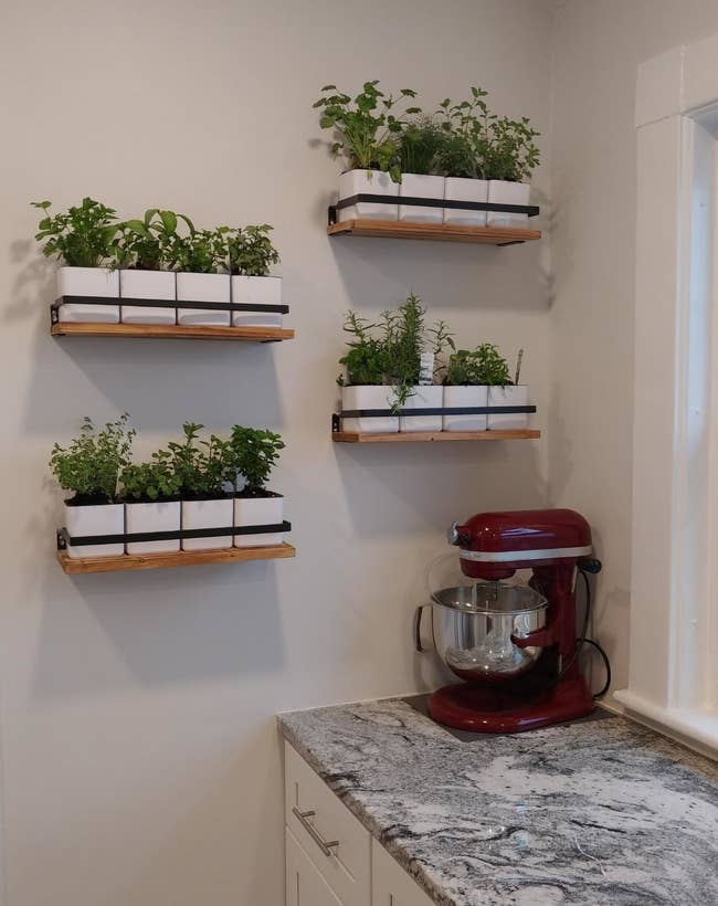 A reviewer using the shelves in their kitchen to hold small herbs