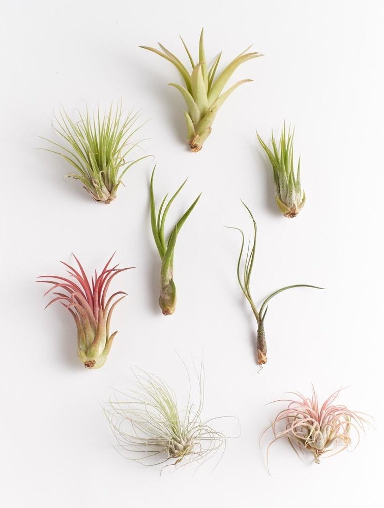 A set of eight air plants