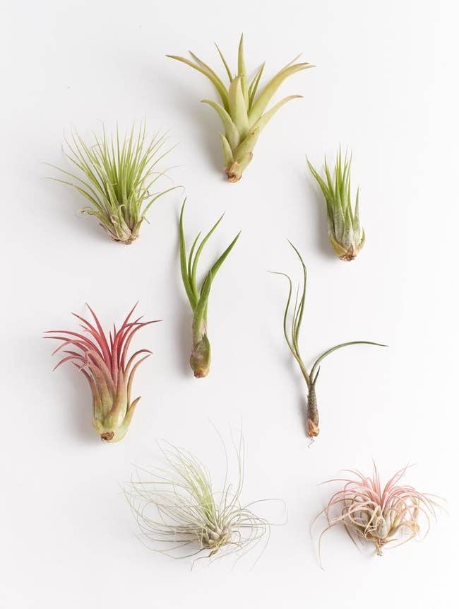 A set of eight air plants