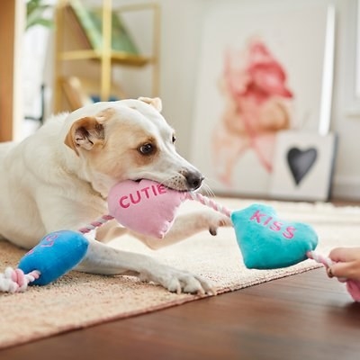 a dog playing with a tug toy that has hearts throughout it with valentine messages