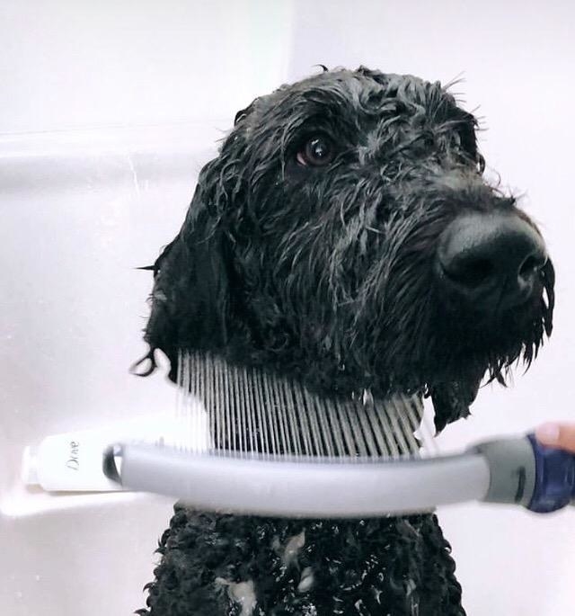 reviewer photo showing a dog in the bathtub being rinsed with the shower attachment 