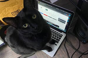 A beautiful, handsome black cat staring up while sitting on a laptop