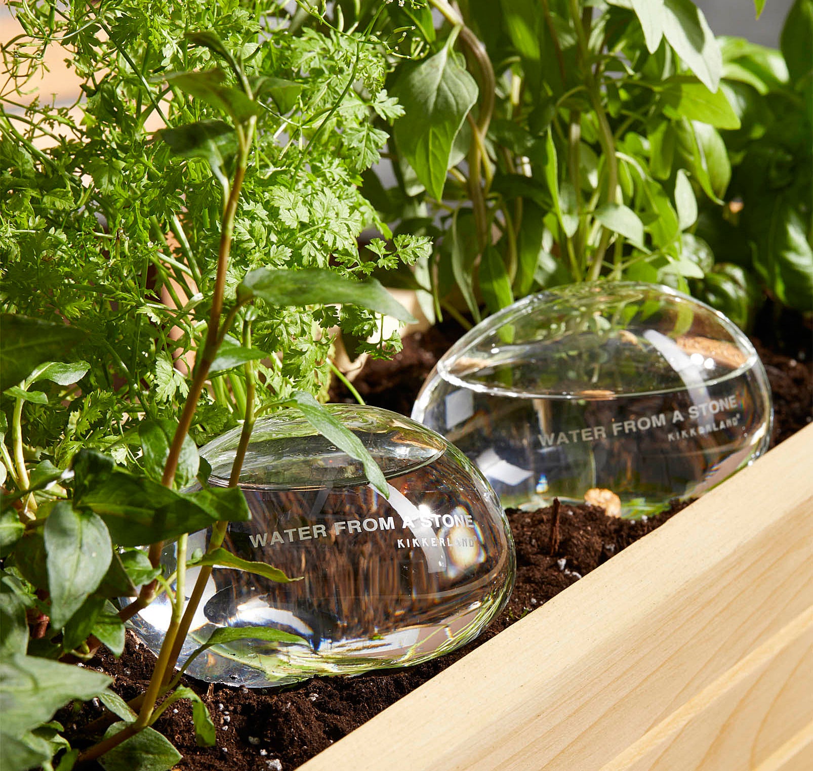 Two glass globes sitting in a bed of plants