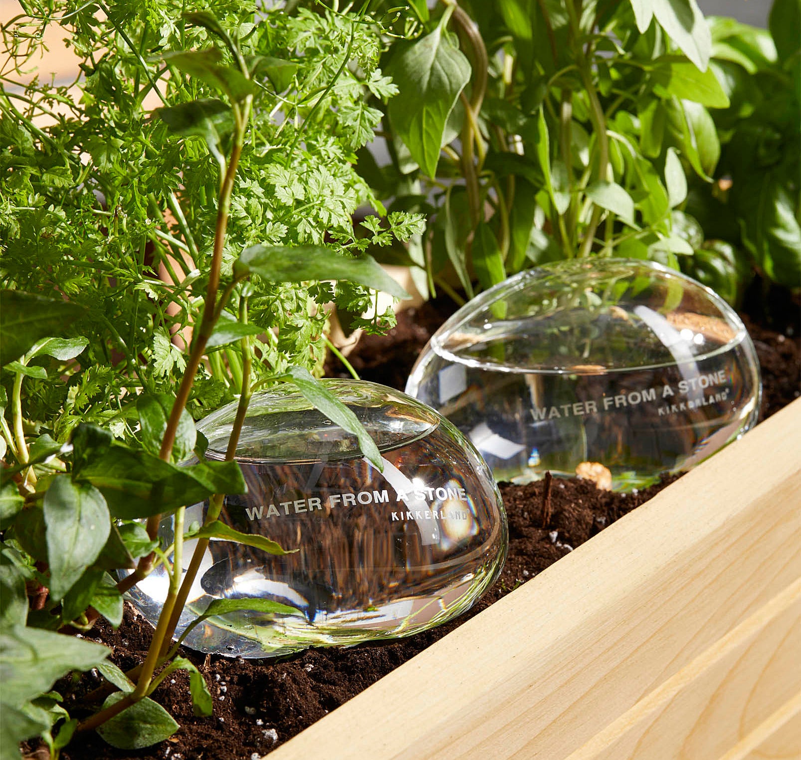 Two glass globes sitting in a bed of plants