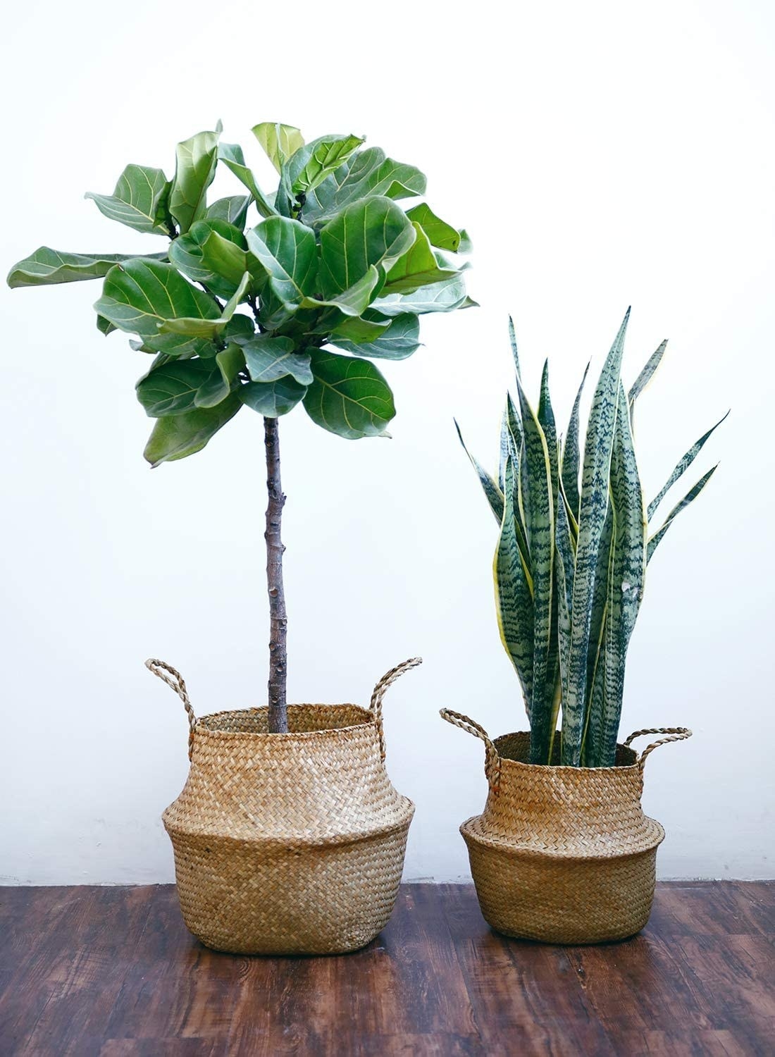 two basket planters holding different sized plants