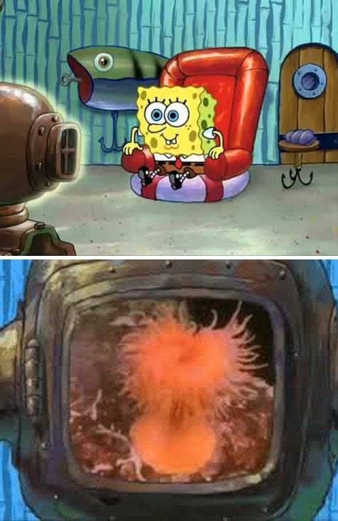 SpongeBob leaning in to watch his TV and smirking, below is a video of a sea anemone dancing 