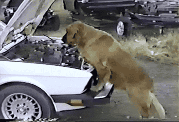 A golden retriever checking under the hood of a car