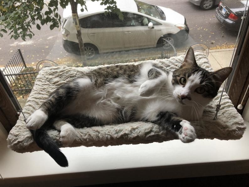 Cat lying on the furry hammock attached to a window