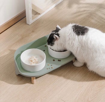 Cat eating food from the stand