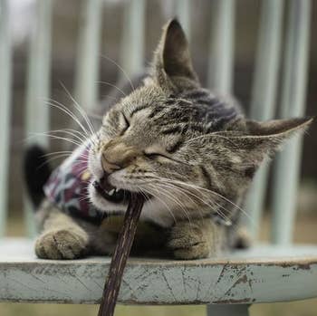 cat chewing on the stick