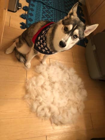 Reviewer's dog sitting next to a huge pile of fur that was brushed out of their coat