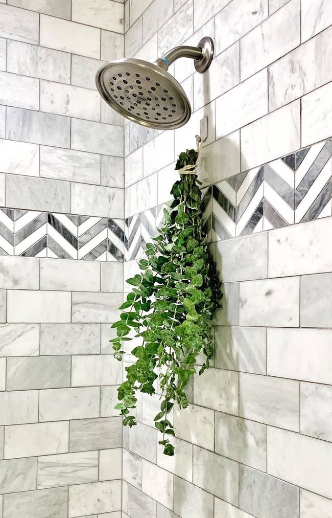 The eucalyptus bunch hanging in a shower