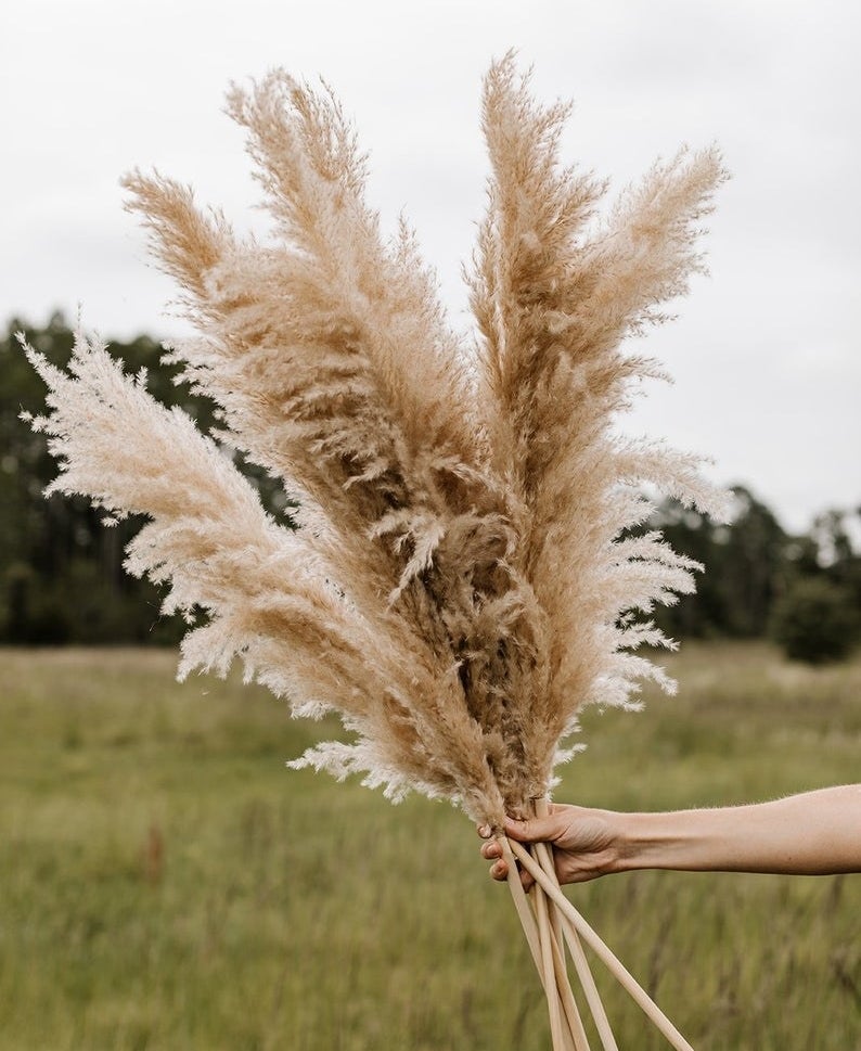six light brown pampas grass leaves in a bundle