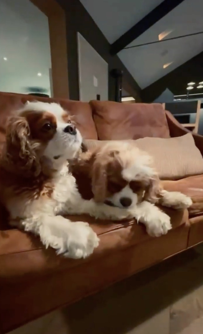 Courteney Cox&#x27;s dogs sitting on a couch