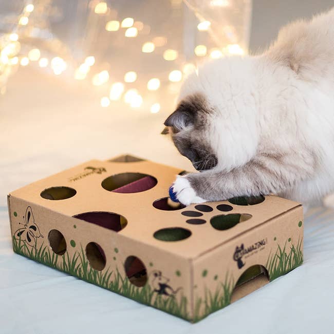 cat playing with a box with various holes cut into the surface