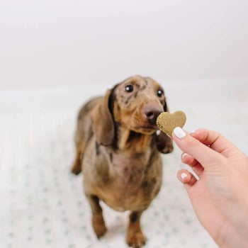 Weiner dog sniffing the heart-shaped treat