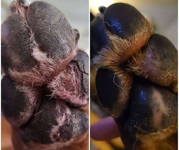 reviewer photo showing their pup&#x27;s paws very damaged and then completely healed after using the paw wax