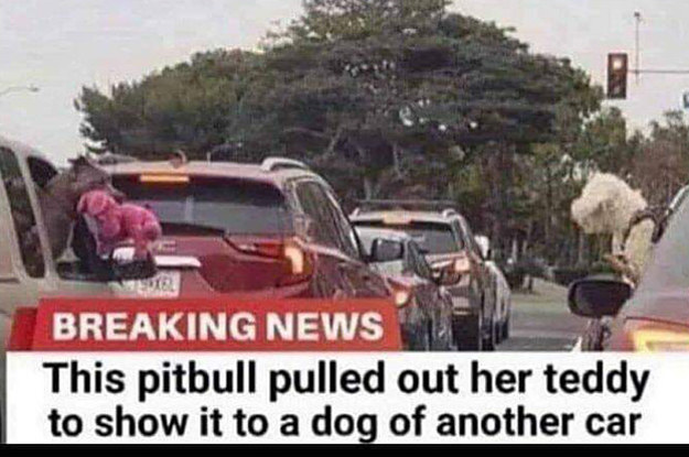 BREAKING NEWS: This pitbull pulled out her teddy to show it to a dog of another car