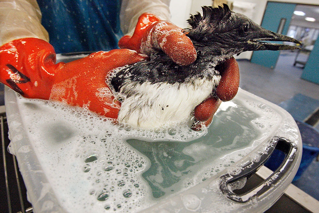 a bird being washed in soapy water