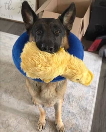 German shepherd with the yellow duck in its mouth