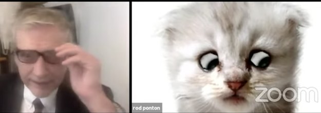 This Lawyer Couldn't Turn Off His Cat Filter During A Zoom Hearing And It's  Hilarious