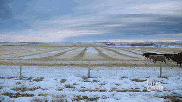 Cows crossing an open, snowy field