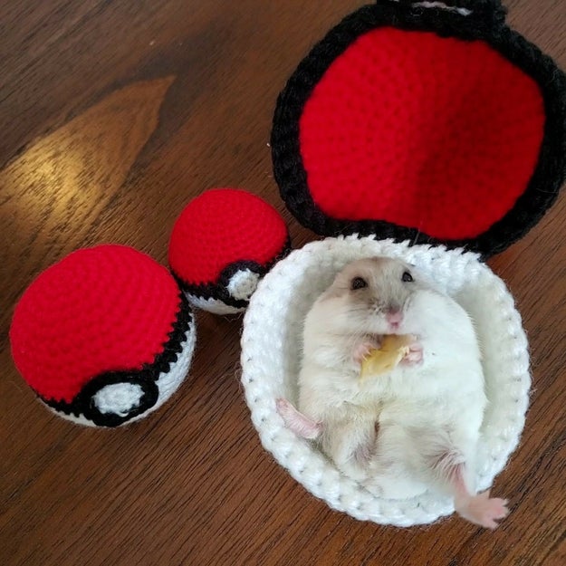 超レアなポケモン発見 モンスターボールに入っちゃったこの子が かわいすぎて尊い