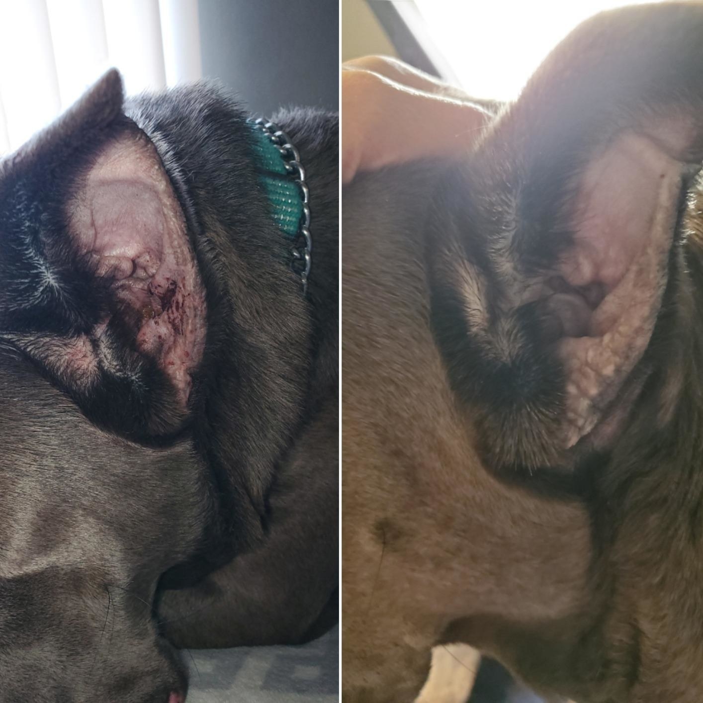 A dog&#x27;s ear before and after using the product