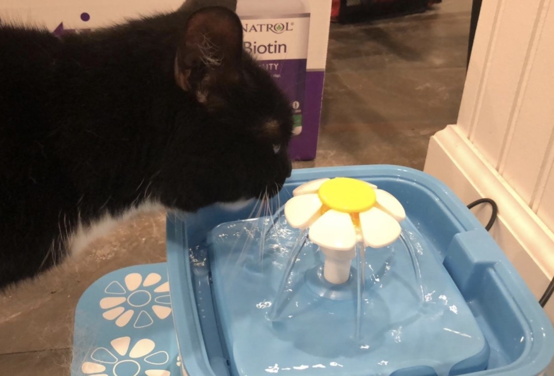 A black cat drinking water from a water fountain