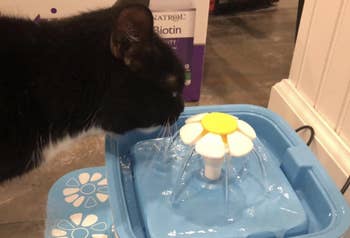 Reviewer pic of a black cat drinking water from a water fountain