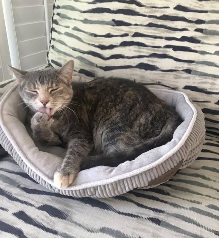 A cat licking their paw while laying in a cat bed