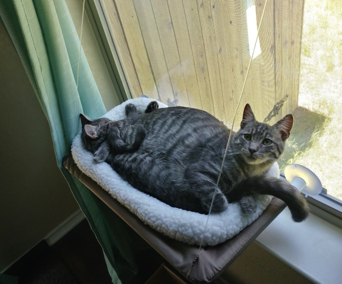 Two cats laying on a window-mounted cat bed