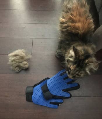 Reviewer's cat next to grooming gloves and a pile of fur